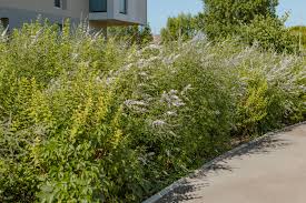 Image de réalisation